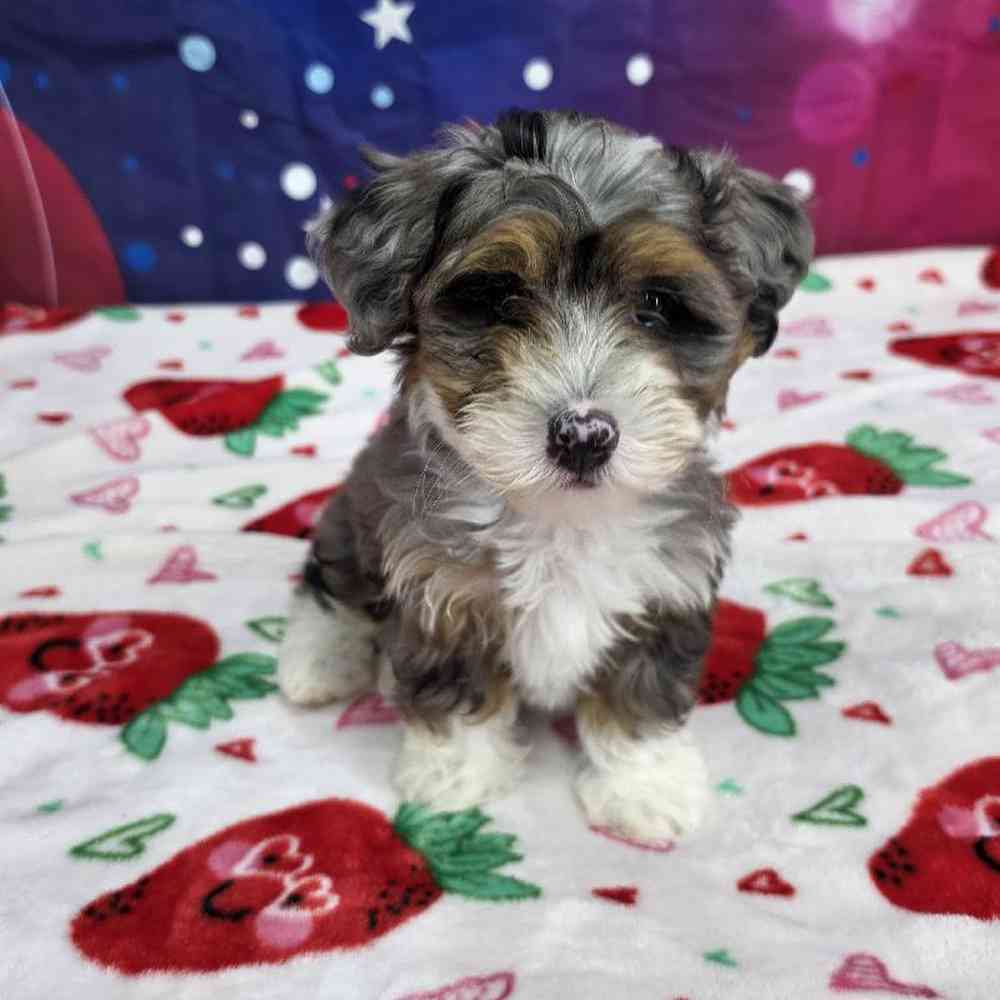 Female Mini Bernadoodle Puppy for Sale in Virginia Beach, VA