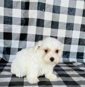 Maltese