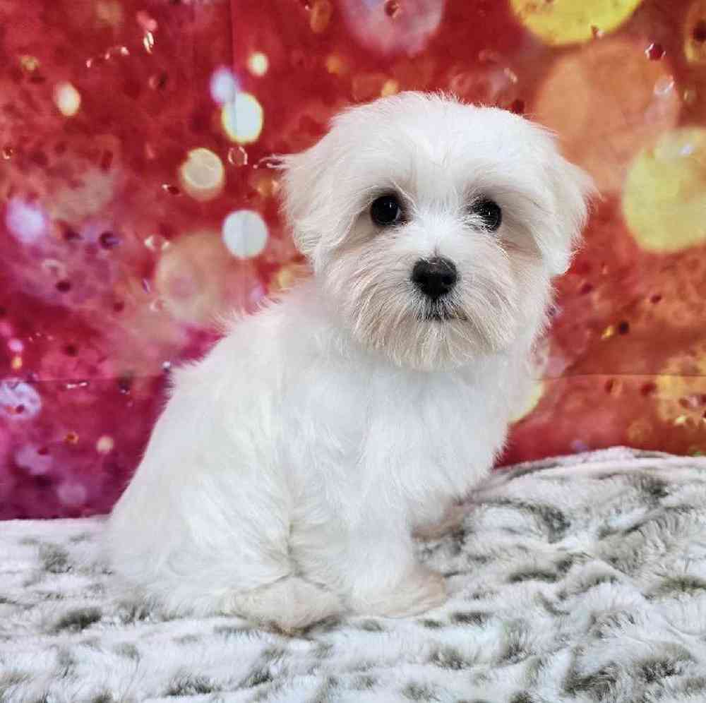 Female Maltese Puppy for Sale in Virginia Beach, VA