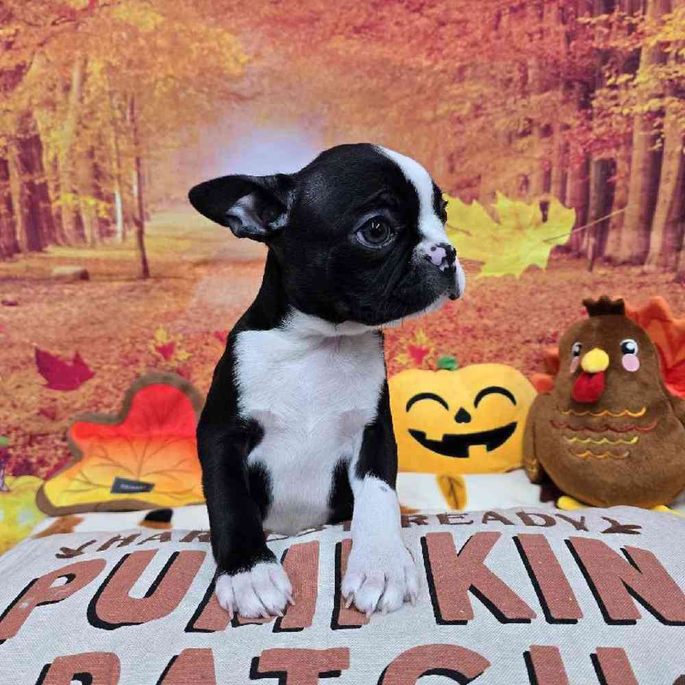 Male Boston Terrier Puppy for Sale in Virginia Beach, VA