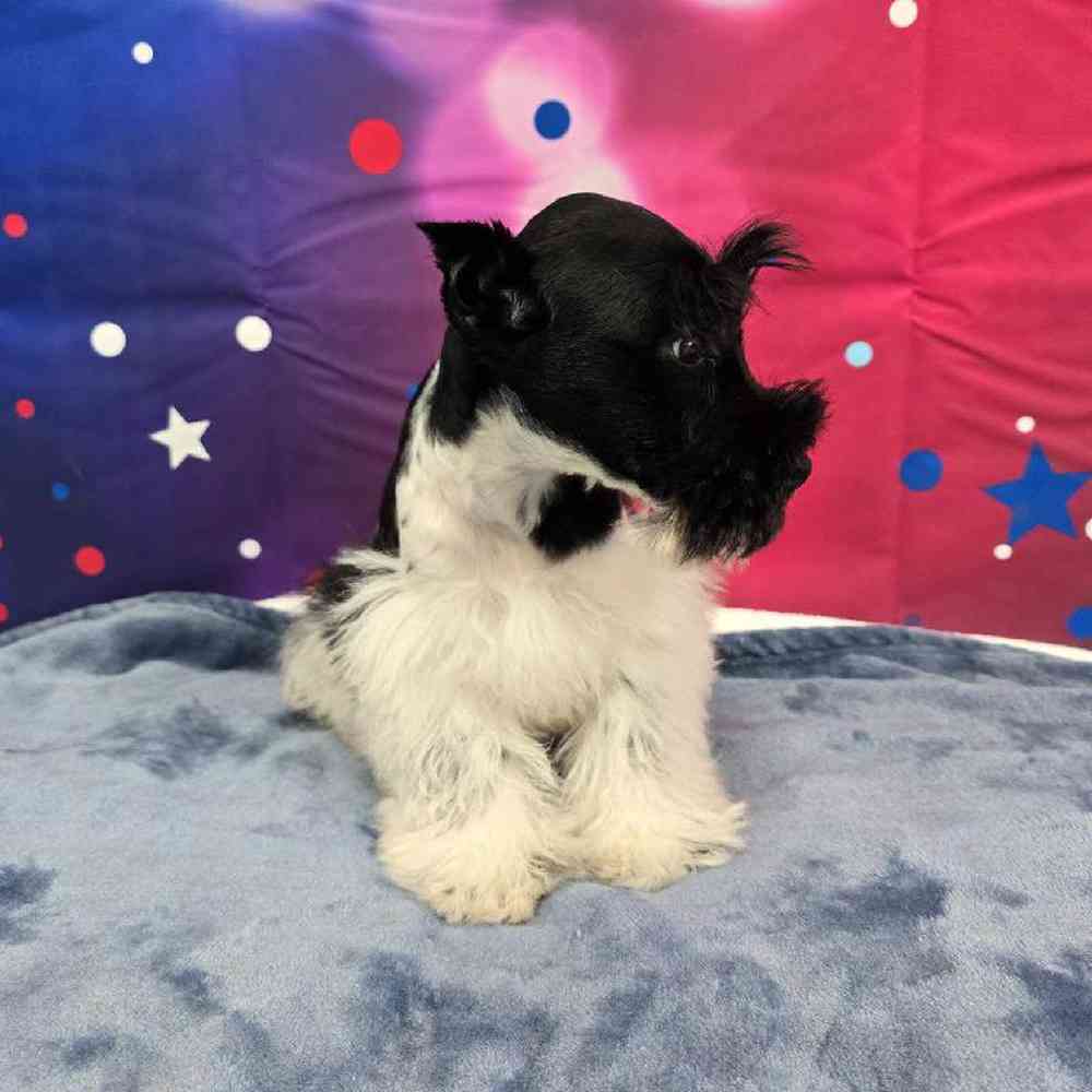 Male Mini Schnauzer Puppy for Sale in Virginia Beach, VA