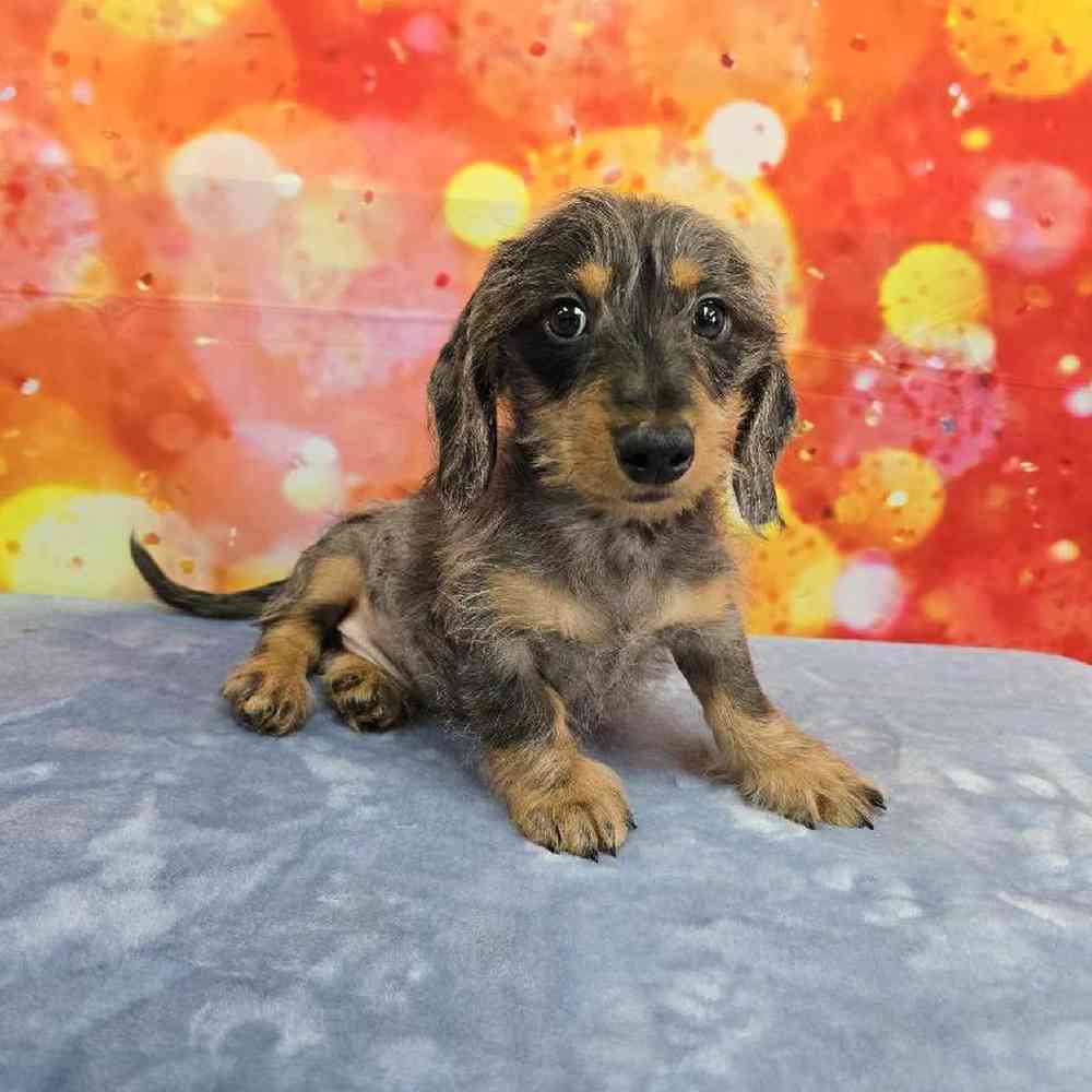 Male Dachshund Puppy for Sale in Virginia Beach, VA