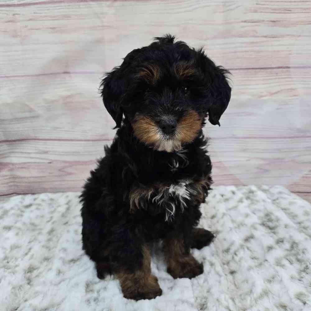 Female Mini Bernadoodle Puppy for Sale in Virginia Beach, VA