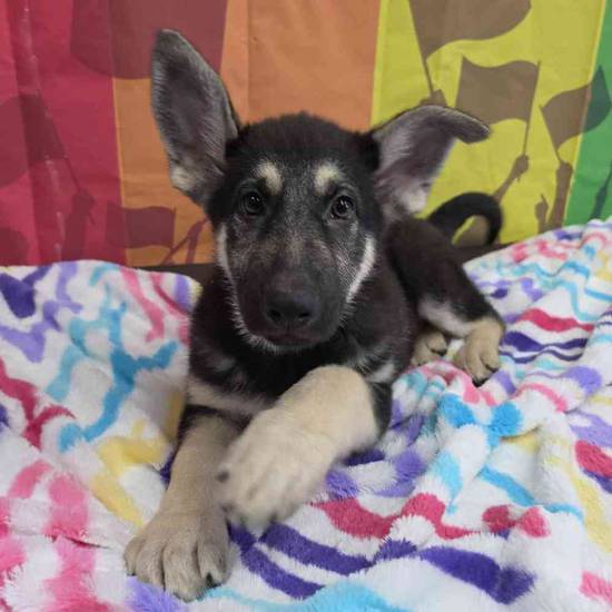 German Shepherd