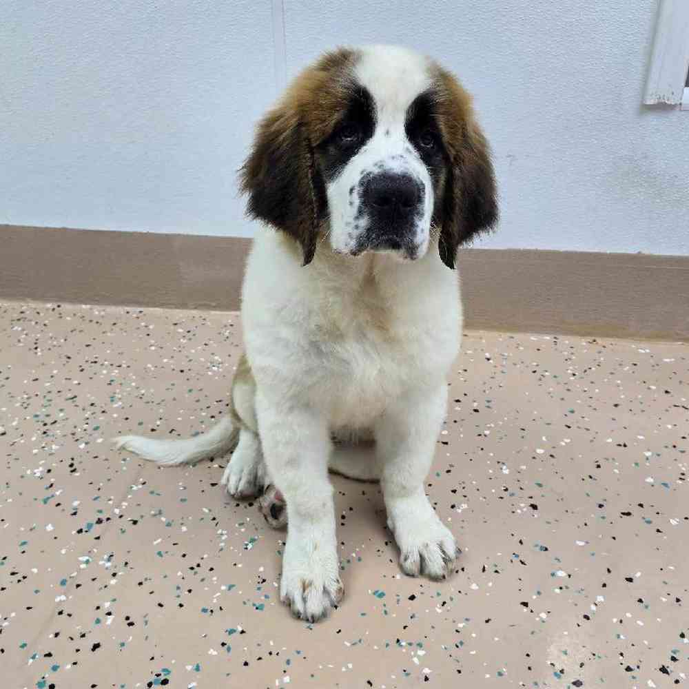 Female Saint Bernard Puppy for Sale in Virginia Beach, VA