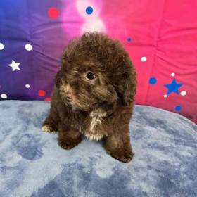 Mini Aussiedoodle