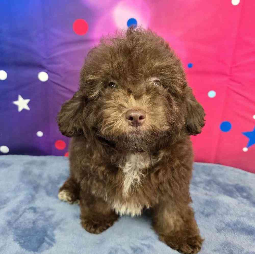 Male Mini Aussiedoodle Puppy for Sale in Virginia Beach, VA