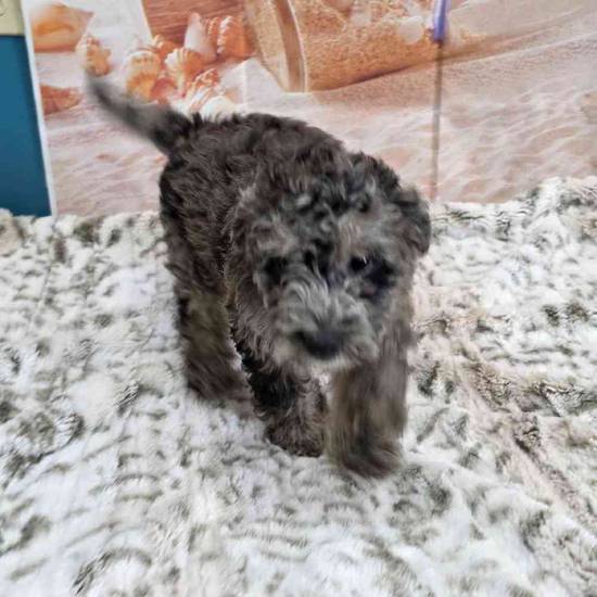 Mini Sheepadoodle 
