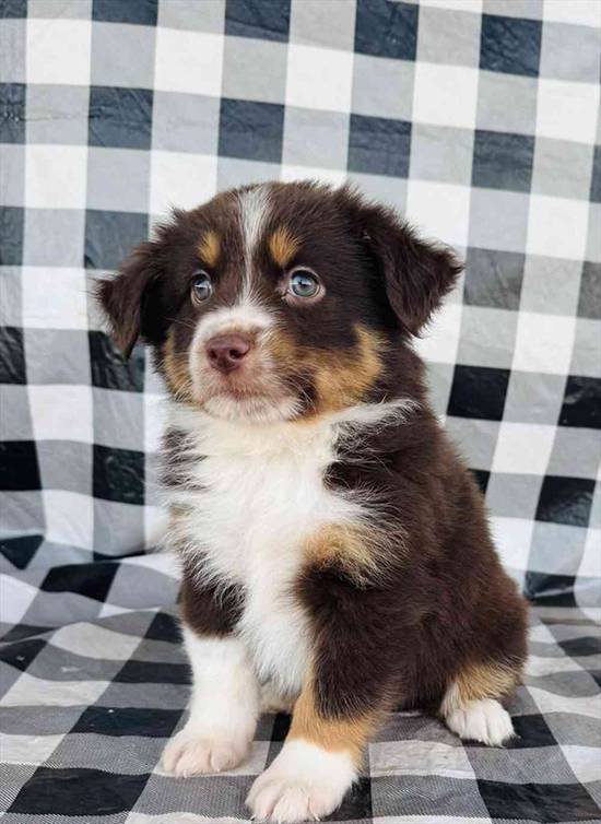 Mini Aussie