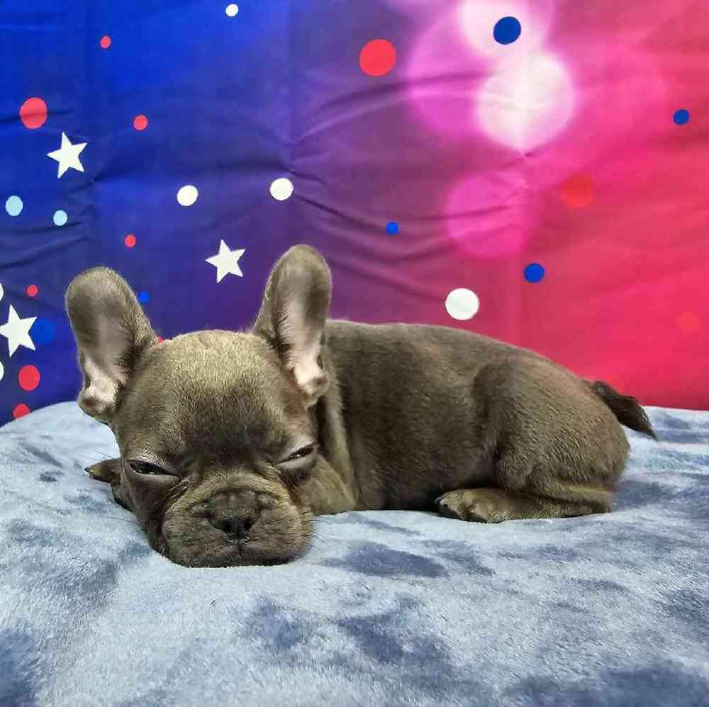 Female French Bulldog Puppy for Sale in Virginia Beach, VA