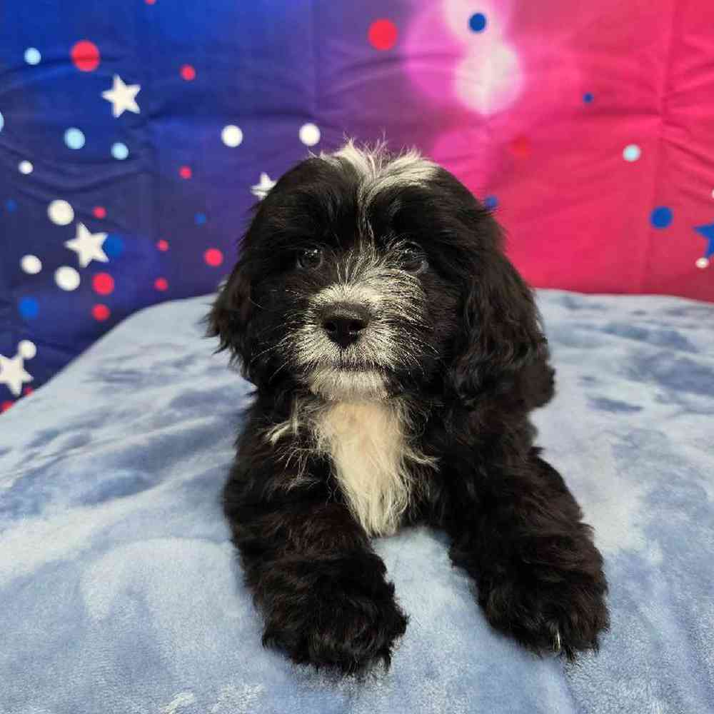 Female Shipoo Puppy for Sale in Virginia Beach, VA