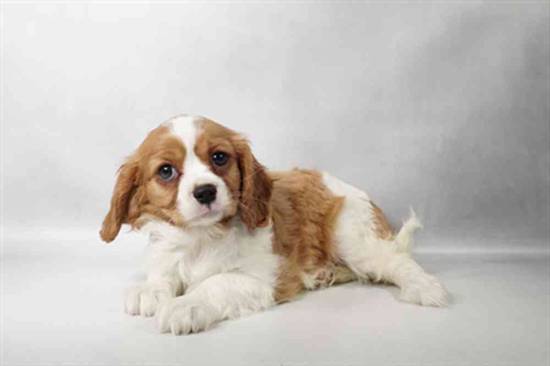 Cavalier King Charles Spaniel
