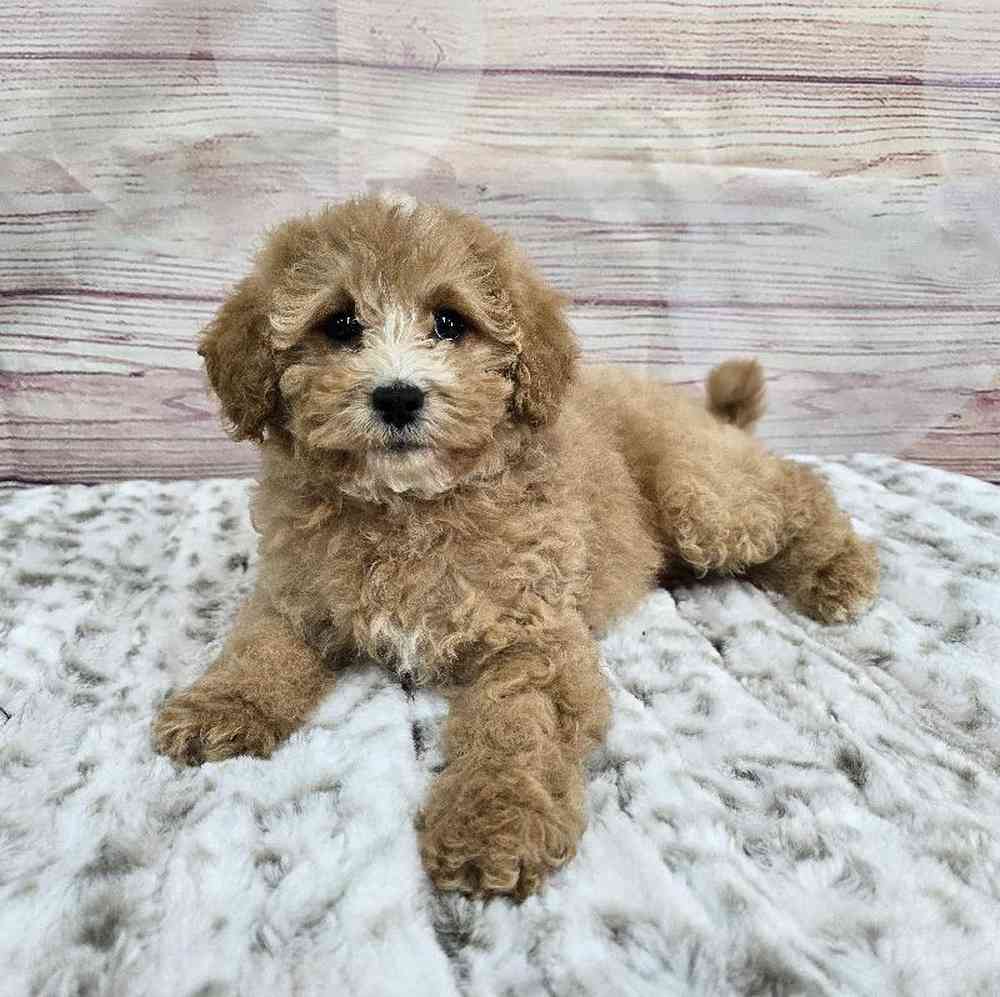Female Cavapoo Puppy for Sale in Virginia Beach, VA