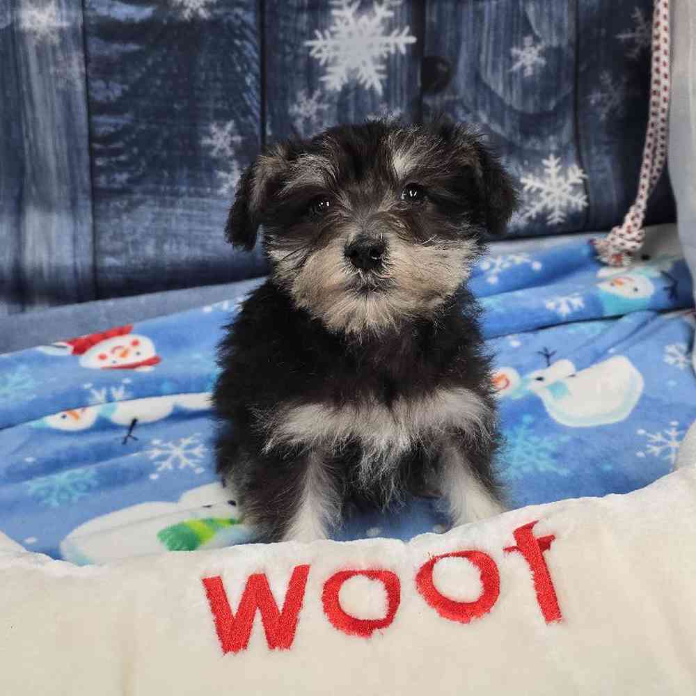 Male Mini Schnauzer Puppy for Sale in Virginia Beach, VA