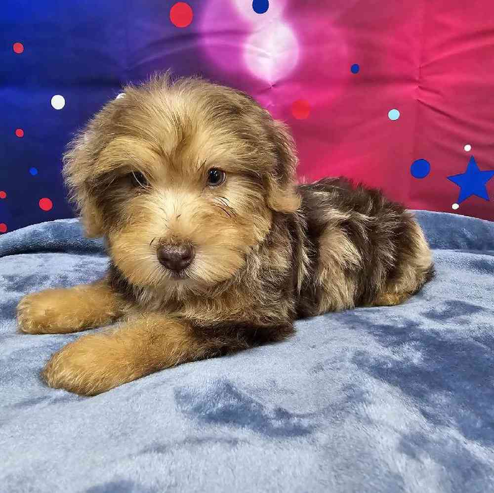 Male Yorkie-Poo Puppy for Sale in Virginia Beach, VA