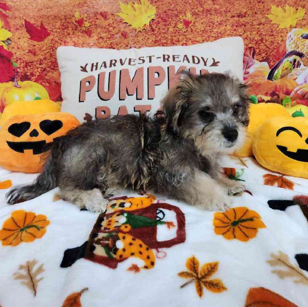 Male Shipoo Puppy for Sale in Virginia Beach, VA