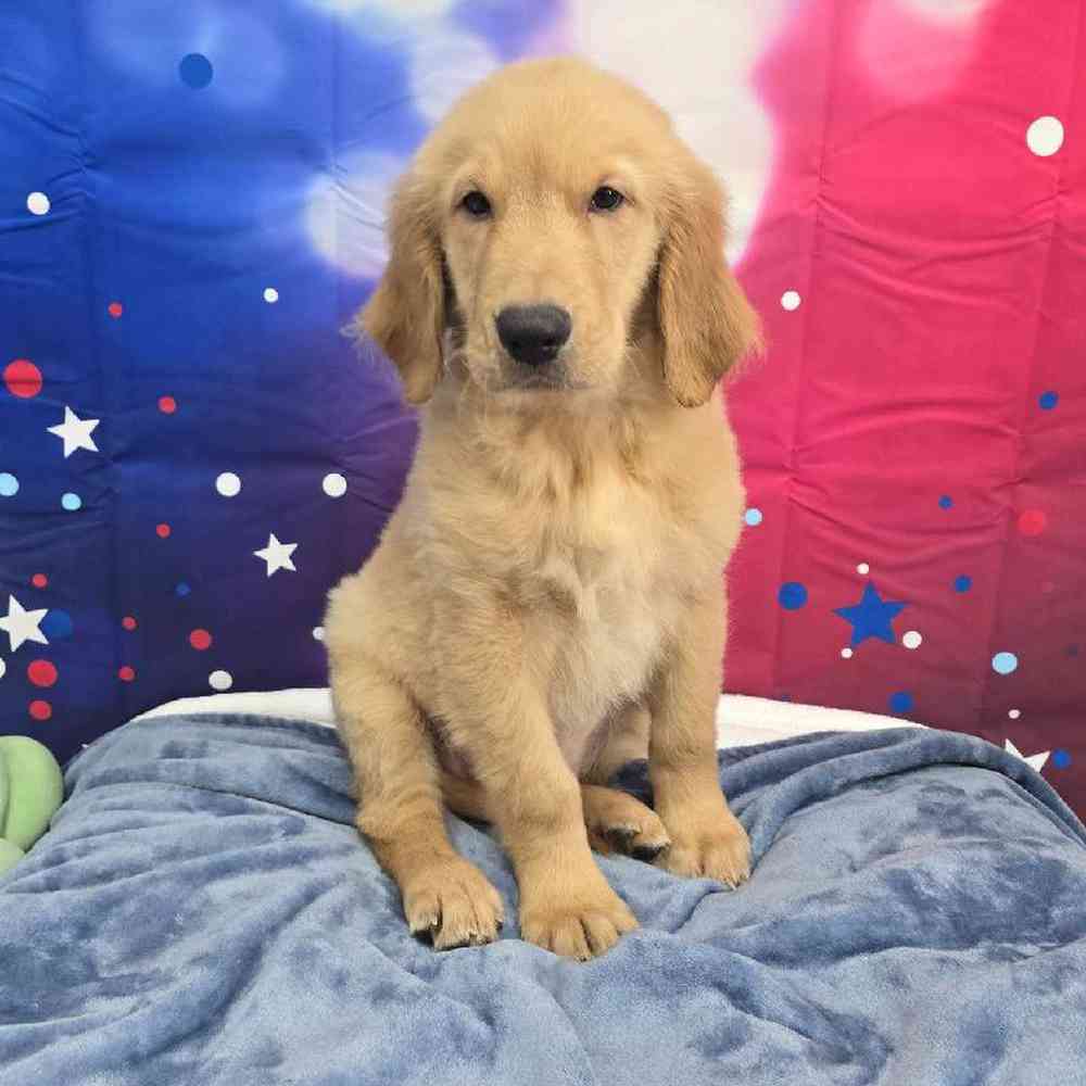 Male Golden Retriever Puppy for Sale in Virginia Beach, VA