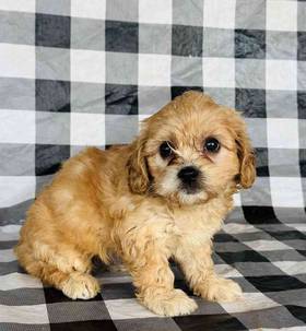 Cavachon