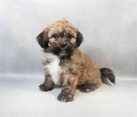 Lhasa Apso