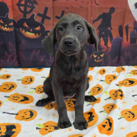 Labrador Retriever