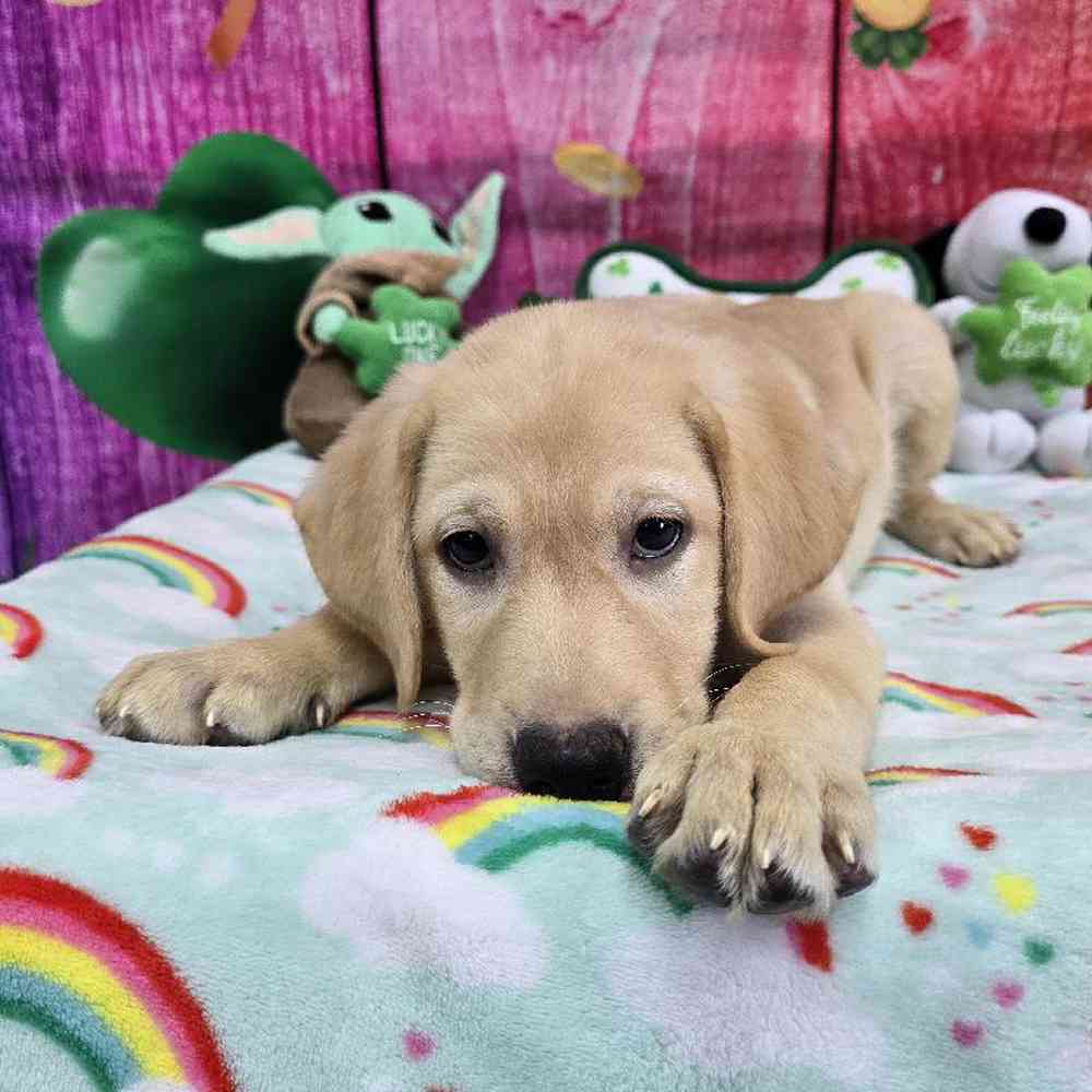 Male Labrador Retriever Puppy for Sale in Virginia Beach, VA