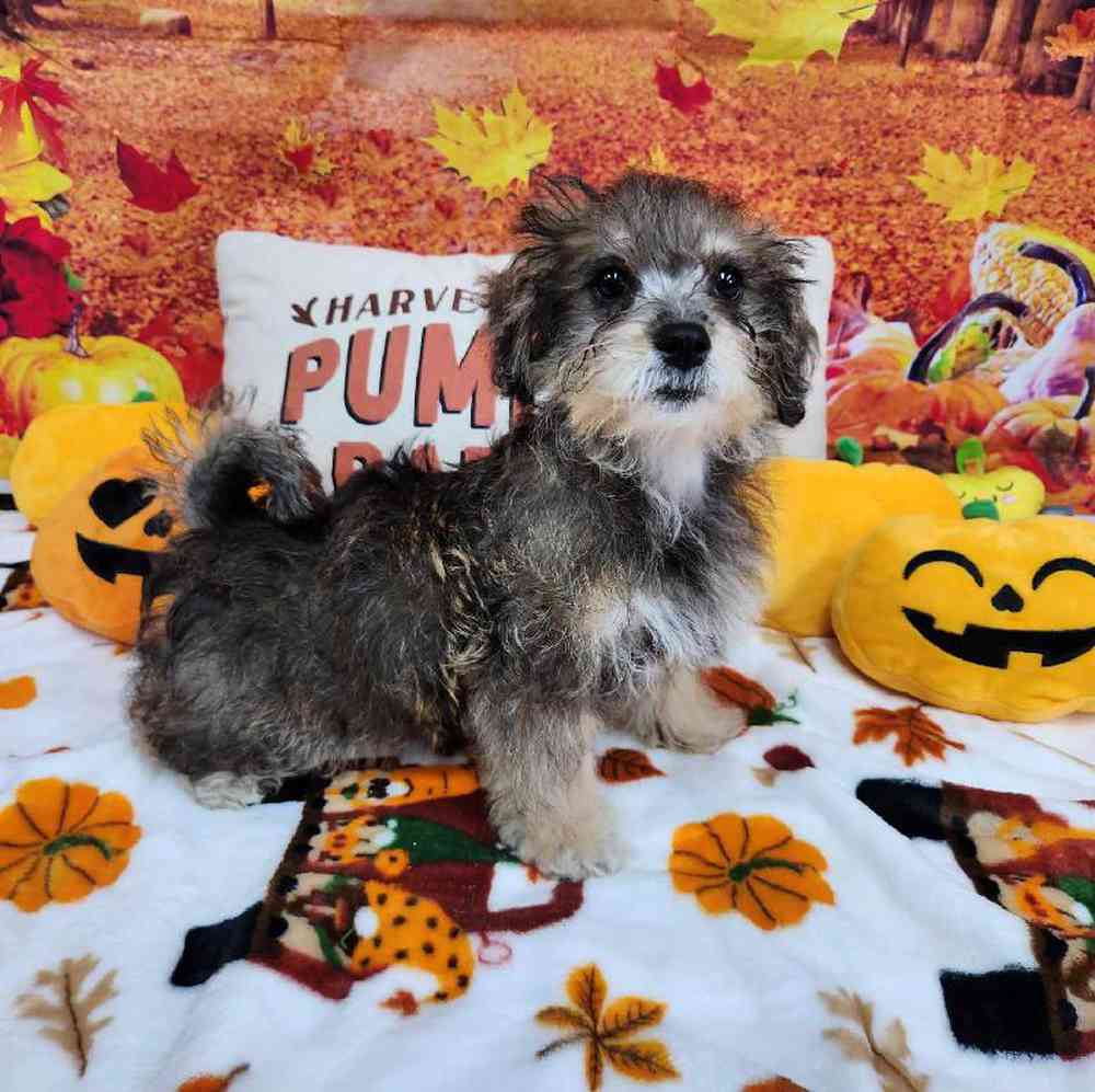 Male Shipoo Puppy for Sale in Virginia Beach, VA