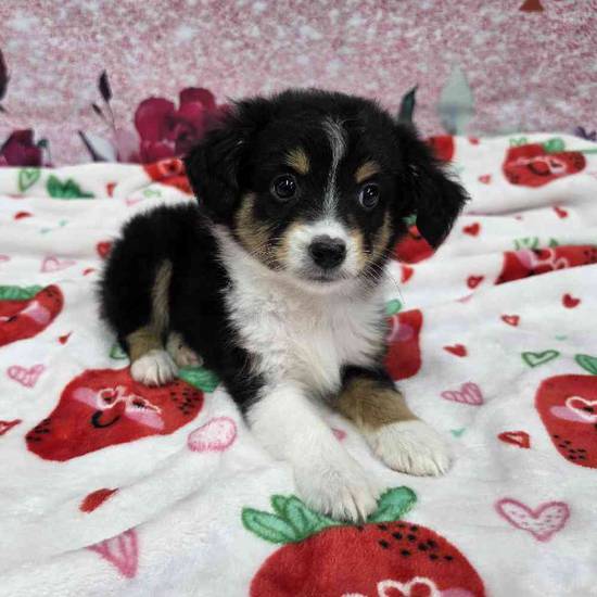 Mini Aussie