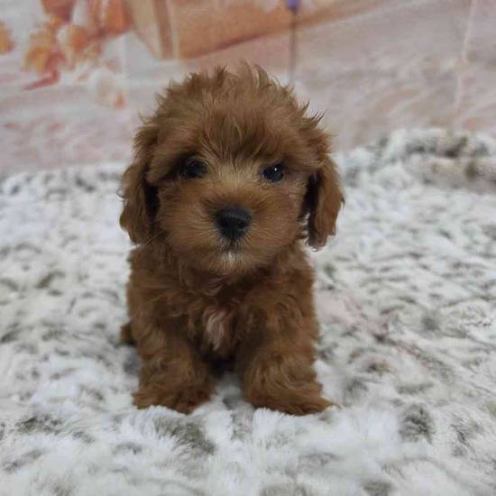 Cavapoo
