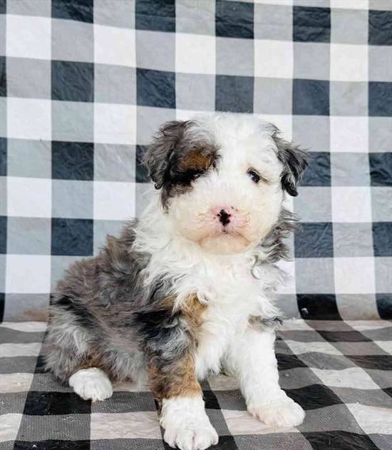 Mini Bernadoodle