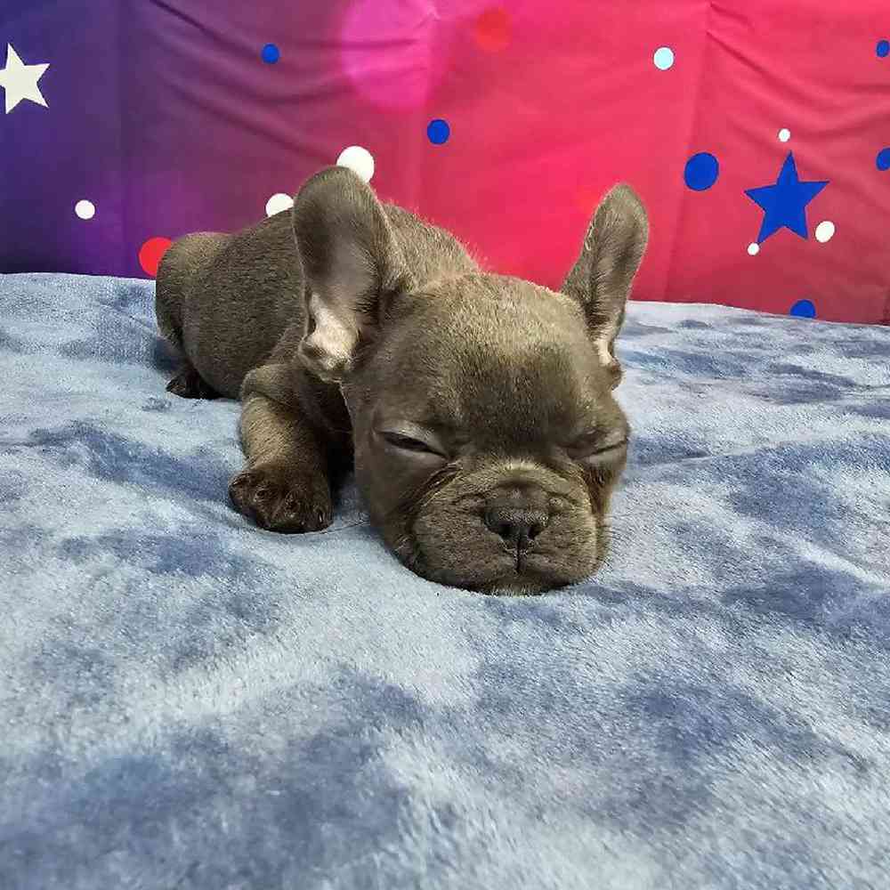 Female French Bulldog Puppy for Sale in Virginia Beach, VA