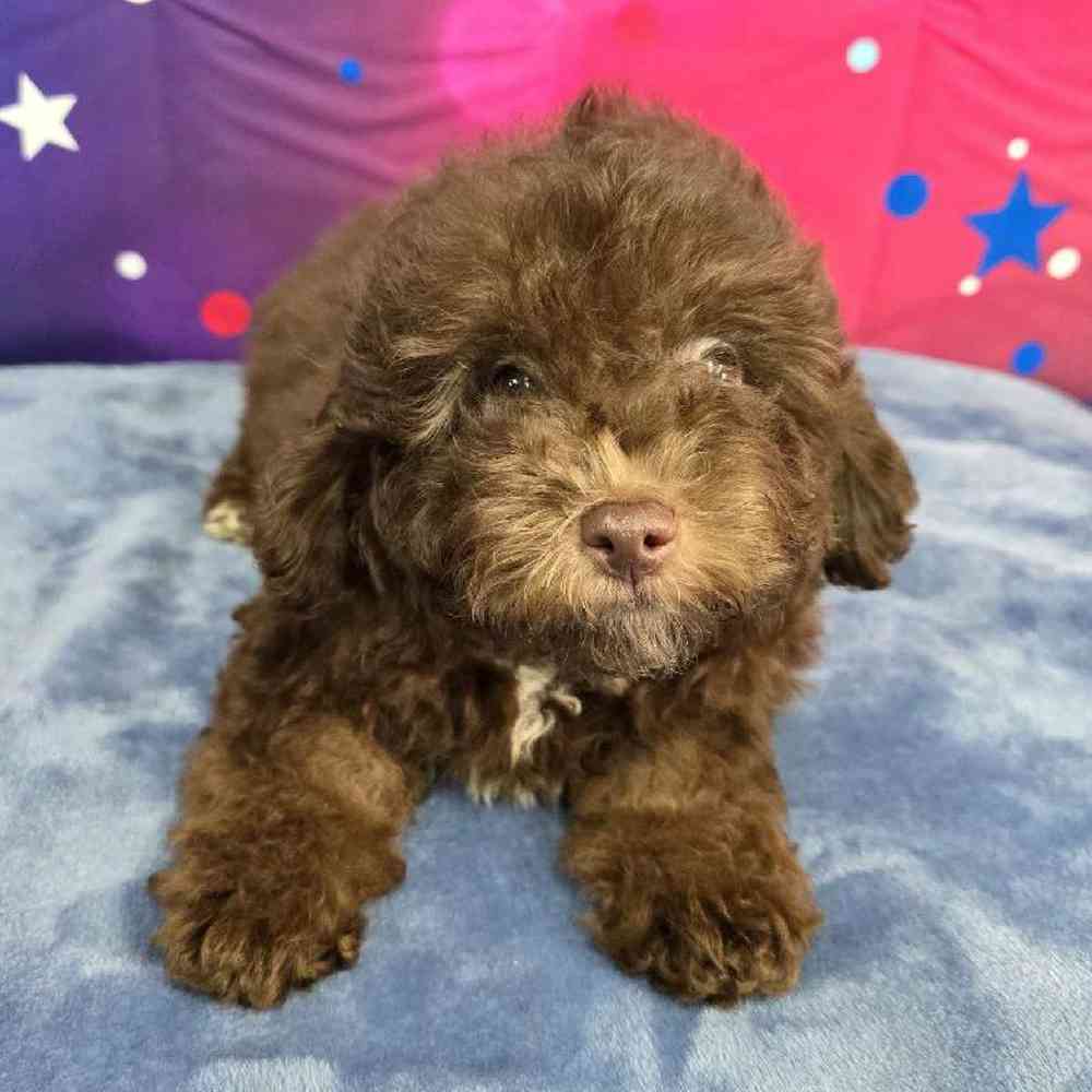 Male Mini Aussiedoodle Puppy for Sale in Virginia Beach, VA