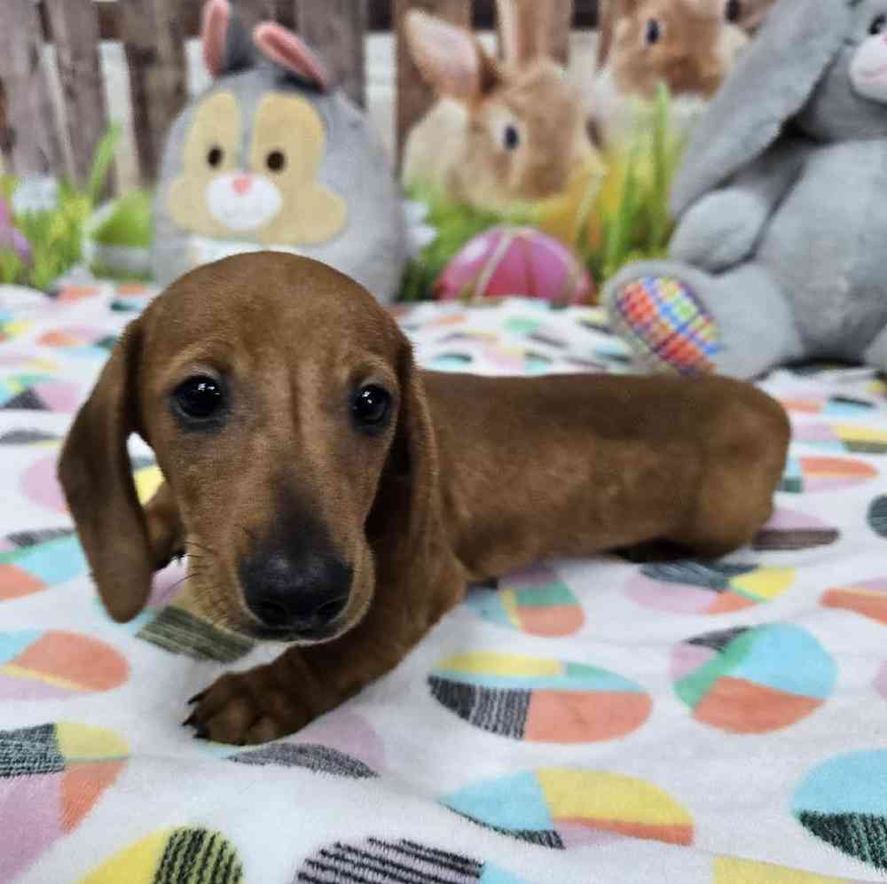 Male Dachshund Puppy for Sale in Virginia Beach, VA