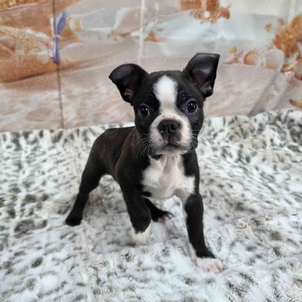 Male Boston Terrier Puppy for Sale in Virginia Beach, VA