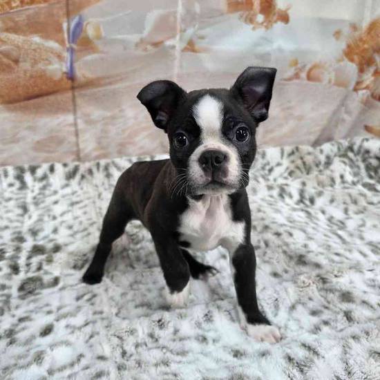 Boston Terrier