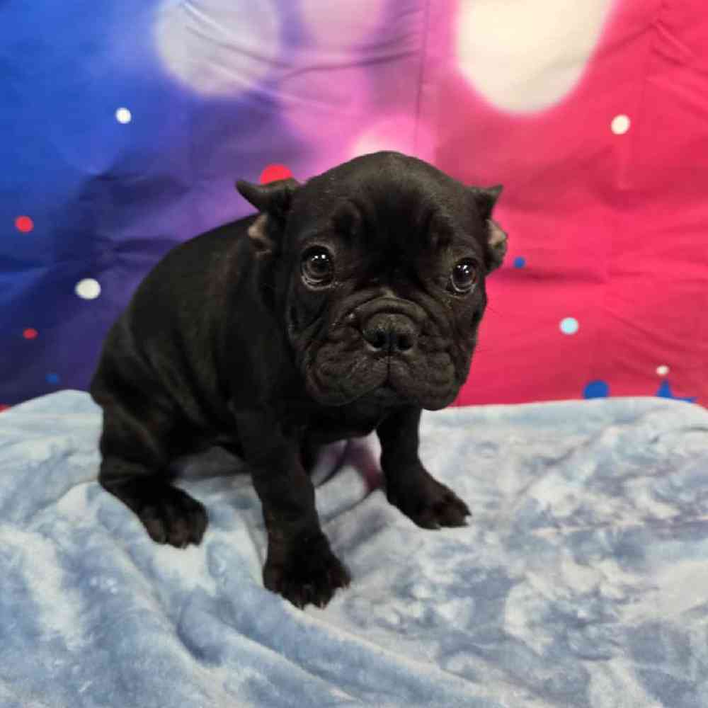 Female French Bulldog Puppy for Sale in Virginia Beach, VA