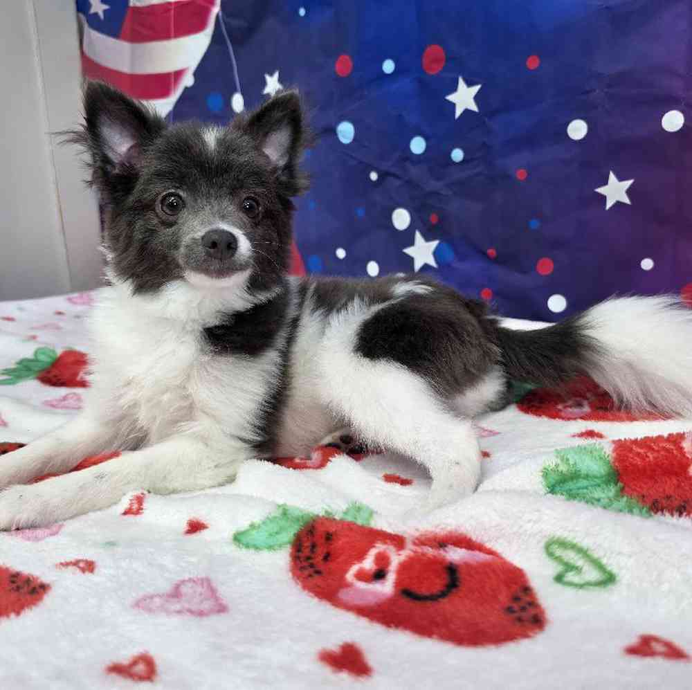 Male Pomeranian Puppy for Sale in Virginia Beach, VA