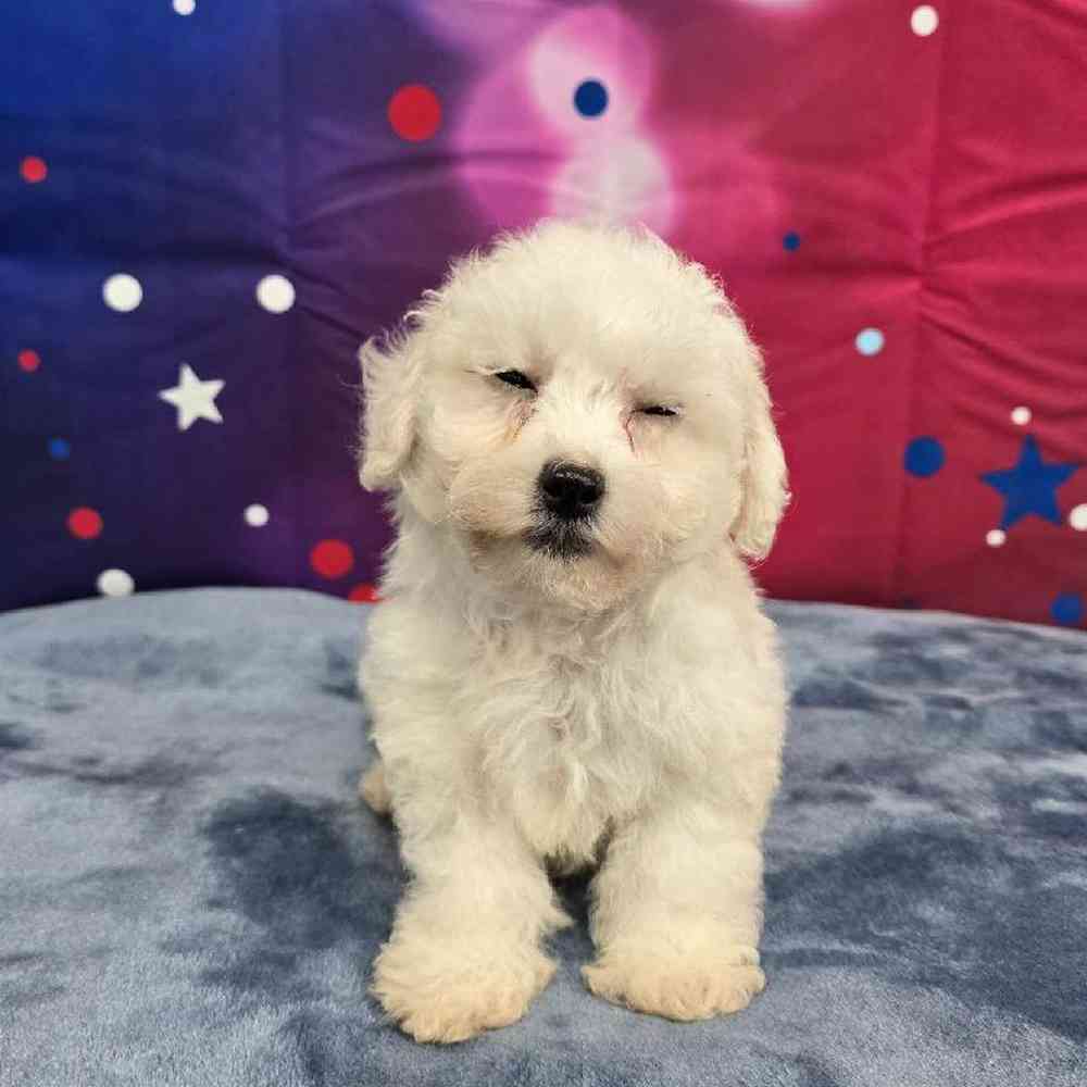 Male Bichon Puppy for Sale in Virginia Beach, VA