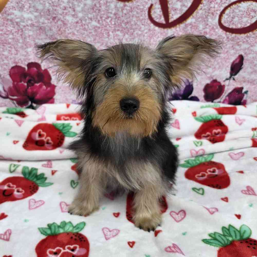 Male Yorkie Puppy for Sale in Virginia Beach, VA