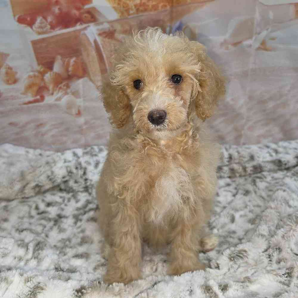 Female Poodle Puppy for Sale in Virginia Beach, VA