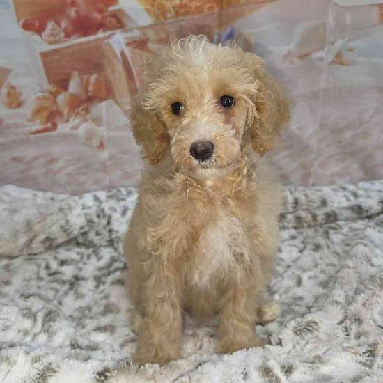 Poodle