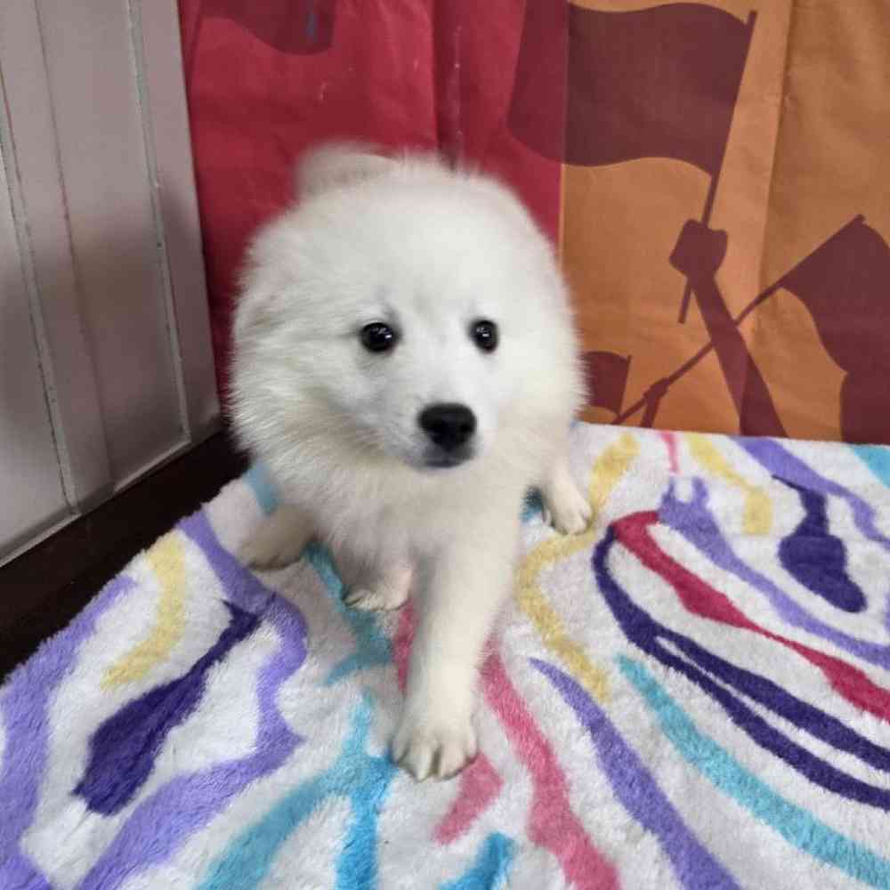 Male American Eskimo Puppy for Sale in Virginia Beach, VA