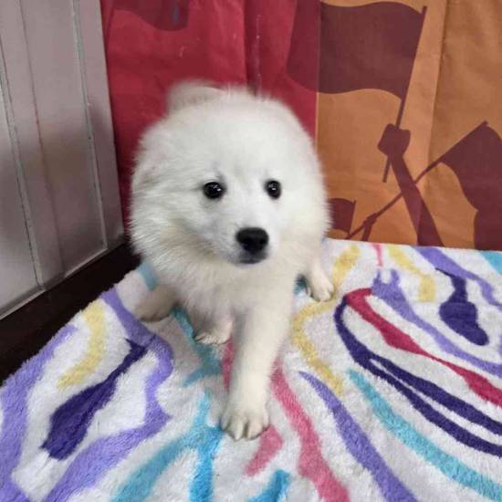 American Eskimo