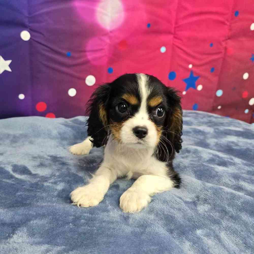 Male Cavalier King Charles Spaniel Puppy for Sale in Virginia Beach, VA