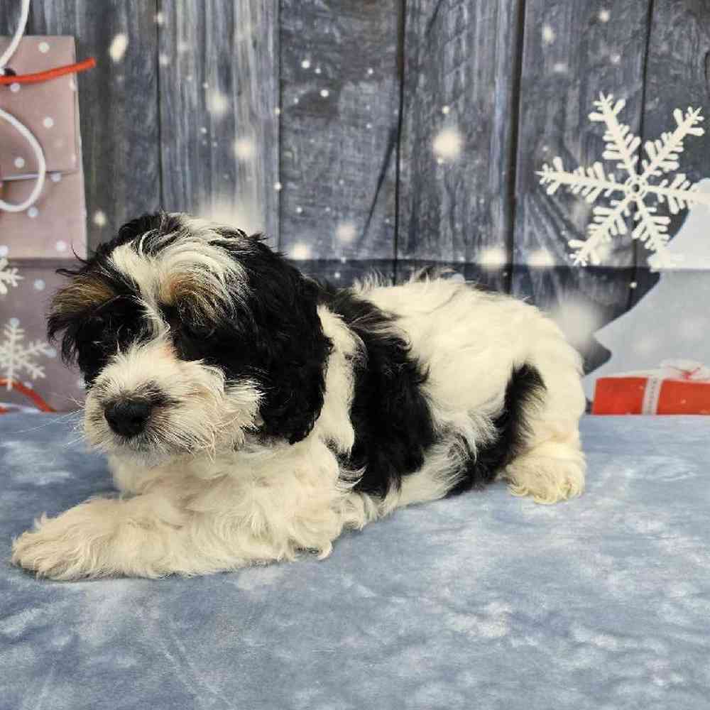 Female Cockapoo Puppy for Sale in Virginia Beach, VA