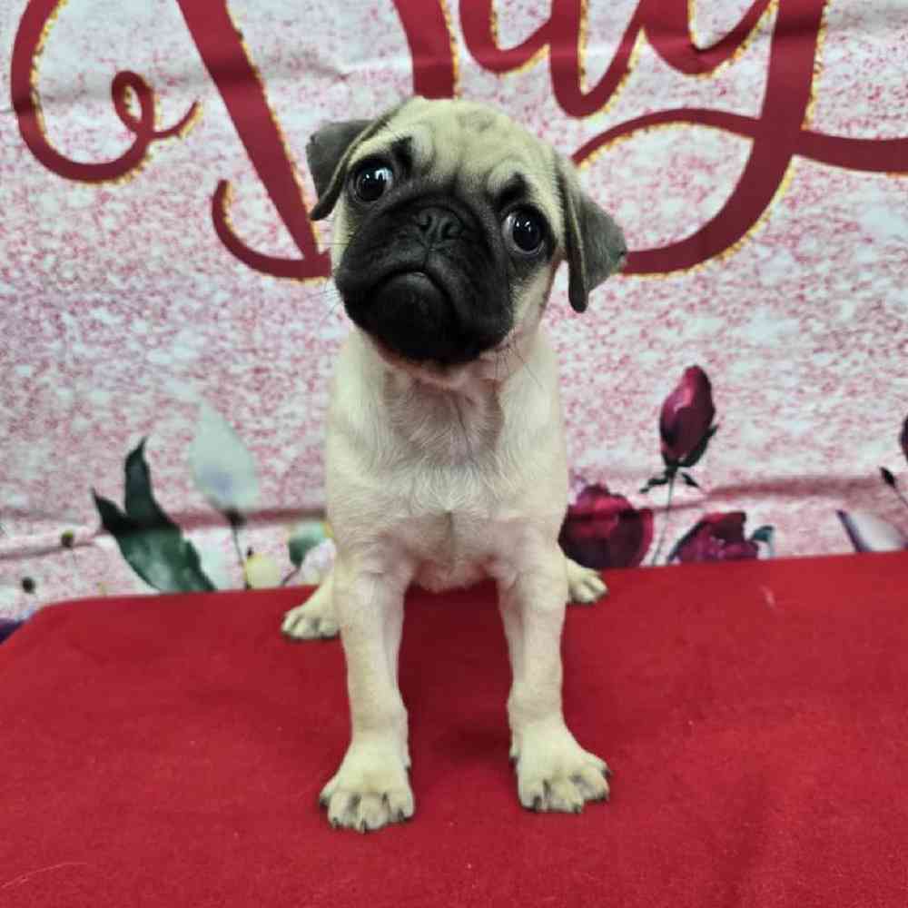 Male Pug Puppy for Sale in Virginia Beach, VA