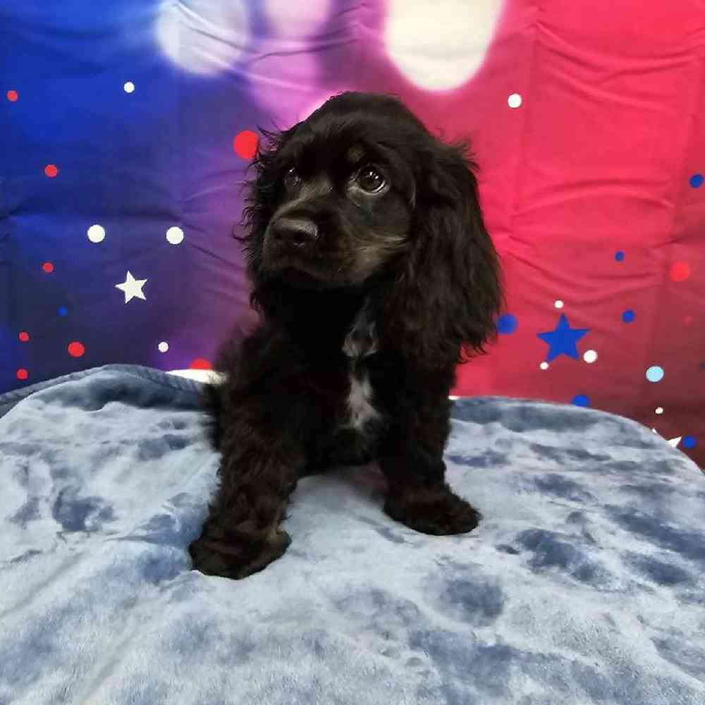 Male Cocker Spaniel Puppy for Sale in Virginia Beach, VA