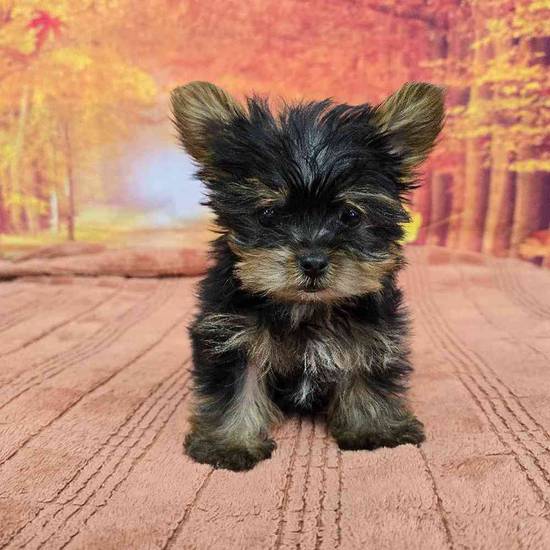 Yorkie