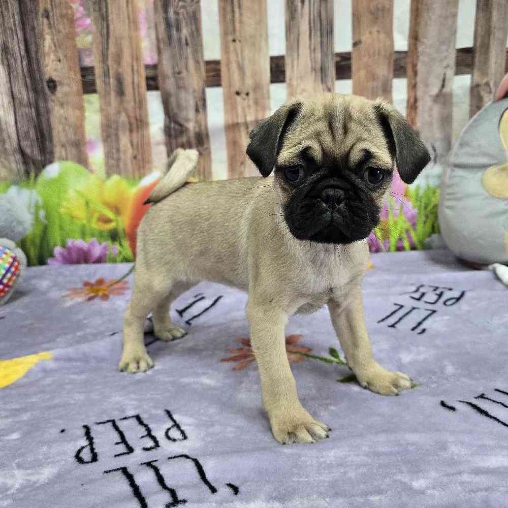 Female Pug Puppy for Sale in Virginia Beach, VA