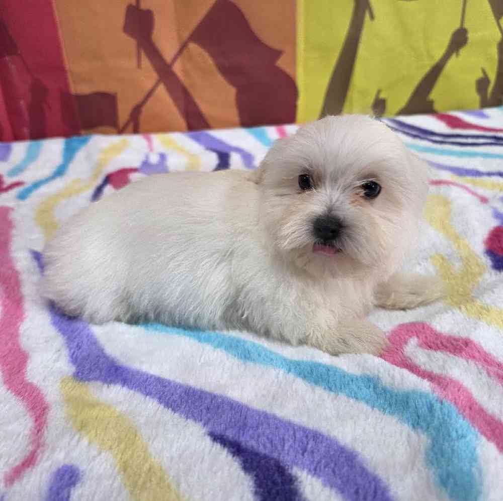 Male Maltese Puppy for Sale in Virginia Beach, VA