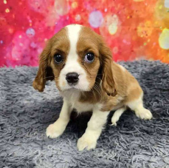 Cavalier King Charles Spaniel